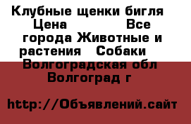 Клубные щенки бигля › Цена ­ 30 000 - Все города Животные и растения » Собаки   . Волгоградская обл.,Волгоград г.